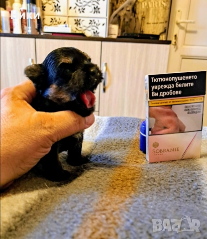 Малки мини коледарчета , снимка 3 - Йоркширски териер - 52428266