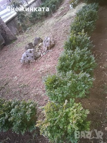 Красиви големи и пухкави чемшири , снимка 4 - Градински цветя и растения - 32403960