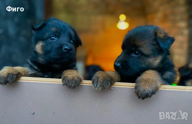 Немски Овчарки