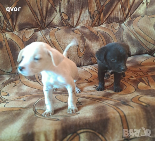 Продавам лабрадори