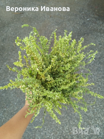 Чай от Родопите , снимка 1