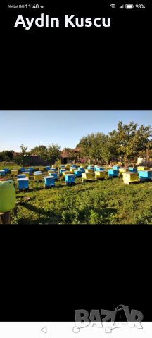 Натурален Пчелен Мед, снимка 4 - Пчелни продукти - 43851443