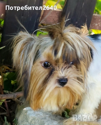 Бивер йоркширски териер (Biewer-Yorkie), снимка 14 - Йоркширски териер - 53409225