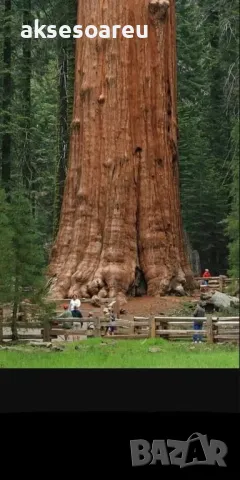15 нови семена гигантска секвоя мамутово дърво sequoiadendron giganteum за декорация на двора  , снимка 11 - Сортови семена и луковици - 49828592