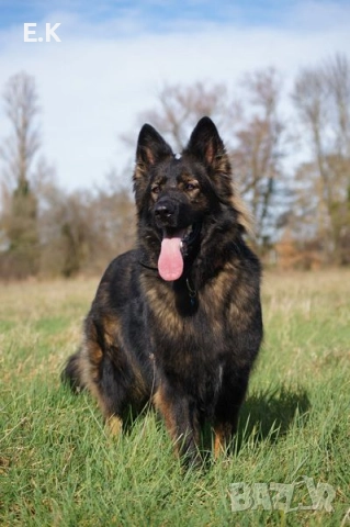 Дългокосместа мъжка немска овчарка 