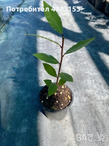 дафинов лист, снимка 2 - Градински цветя и растения - 51056603