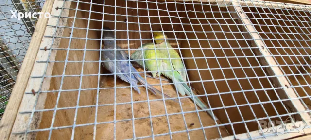 Работещи чифтове малки александри 