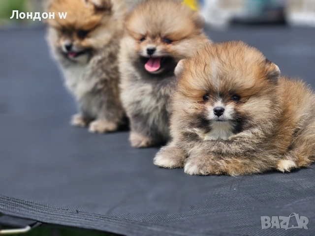 Померан мини , снимка 2 - Померан - 52747275