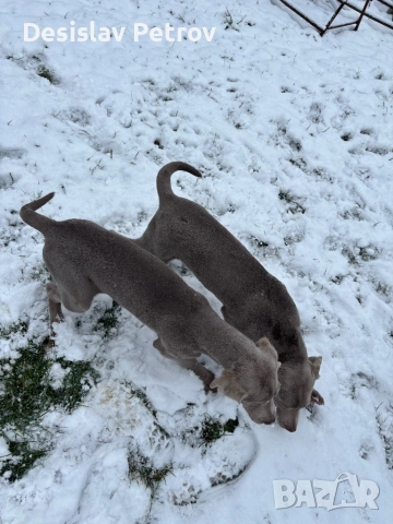 Ваймаранери , снимка 5 - Ваймаранер - 52127018