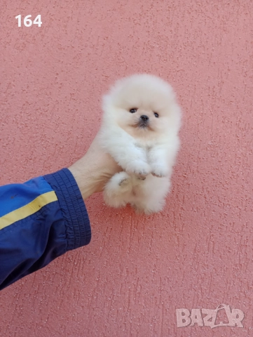 Женски миниатюрни мини Померани. Реални снимки!, снимка 2 - Померан - 52688511