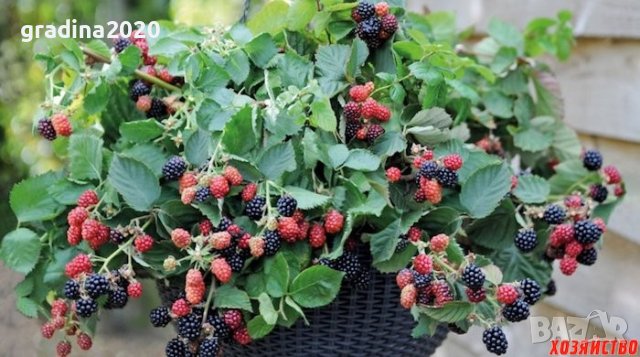 Мини джуджевидна  - Саксийна Малина , Къпина и жълта Малина , снимка 3 - Градински цветя и растения - 29861137