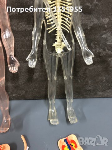 Модели на човешкото тяло Deagostini, снимка 6 - Образователни игри - 44097458