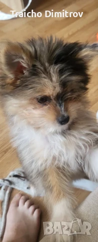 Йоркширски териер на 3 месеца, снимка 1