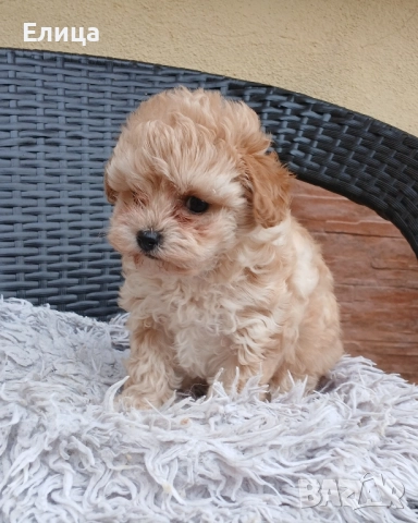 Малтипу/Той пудел , снимка 5 - Пудели - 51832511