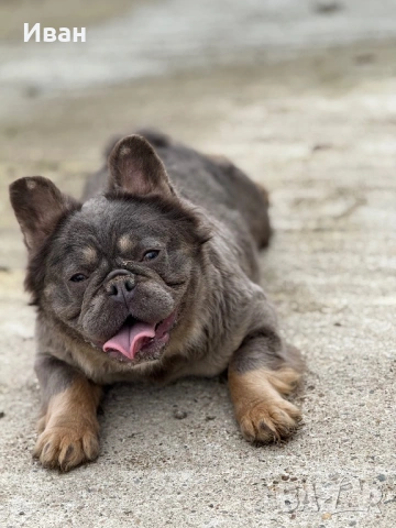 Френски Булдог, снимка 13 - Френски булдог - 53140354