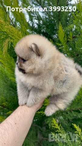 Уникални мини момчета, снимка 3 - Померан - 53563506