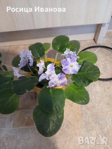 сортови сентполии , снимка 4 - Стайни растения - 49361694