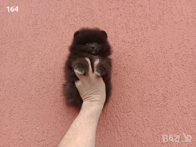 Мъжки Померан. Реални снимки от 01.02.26 г., снимка 3 - Померан - 53306870