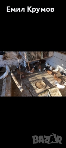 Продавам гълъби, снимка 7 - Гълъби - 51321719