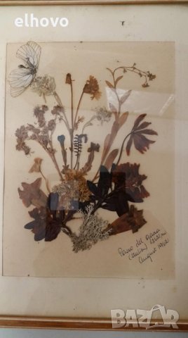 Стар хербарии от 1962г, снимка 2 - Антикварни и старинни предмети - 27543273