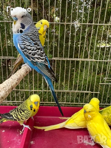 Изложбени вълнисти папагали, снимка 1