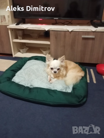 продавам чихуахуа 