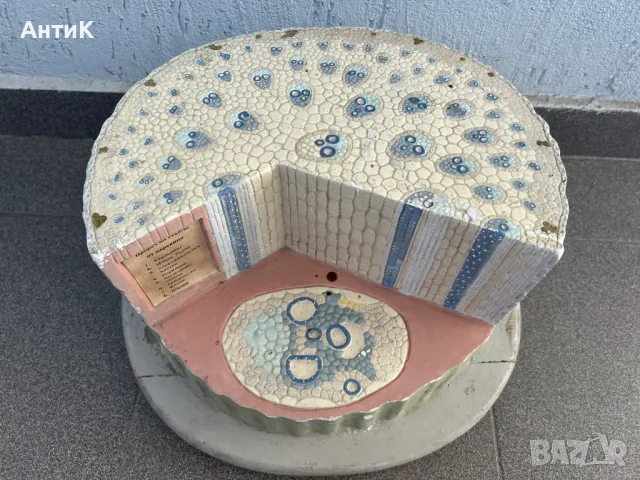 Соц Учебен Макет Модел Биология Учтехпром, снимка 7 - Антикварни и старинни предмети - 47947371