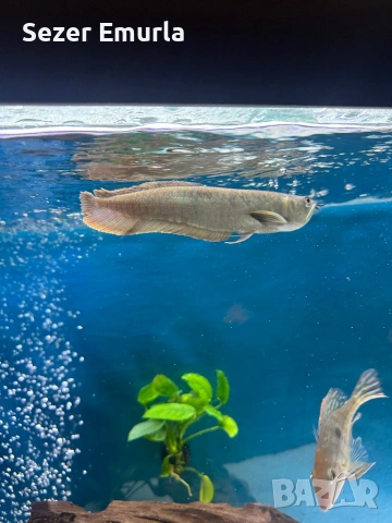 Арована 27 28 см, снимка 6 - Рибки - 53479267