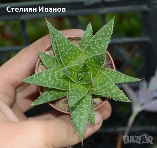 Гастералое (×Gasteraloe bedinghausii), снимка 2 - Стайни растения - 37398808