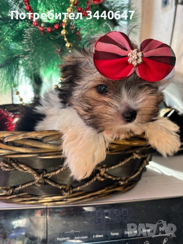 Мъжко йорки бивър, снимка 4 - Йоркширски териер - 52937784