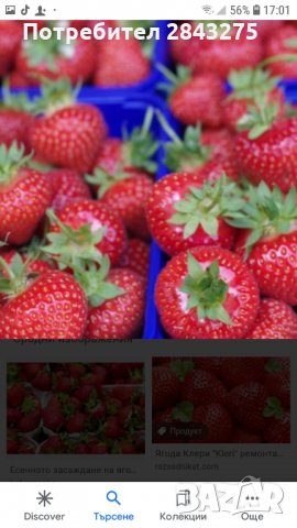 продавам расад ягоди и малини, снимка 5 - Разсади - 32538585