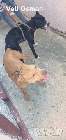 Pitbul bremena na 25denesho , снимка 1 - Питбул - 47706523