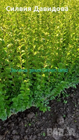 Лигуструм Овалифолиум на гол корен 