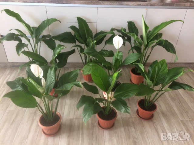 Спатифилум (Женско щастие), Драцена, Хлорофитум, 