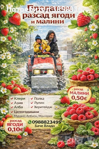 🍓 Качествен разсад ягоди и малини – засади днес, береш утре! 🌱