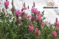 Семена от Еспарзета – медоносно растение за пчелите разсад семена пчеларски растения силно медоносно, снимка 3
