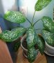Продавам саксия с декоративно растение Дифенбахия., снимка 2