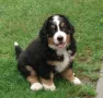 Бернски Овчарки, снимка 8