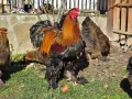 Продавам разплодни яйца от Яребична брама [Partridge Brahma], снимка 10