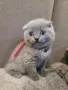 Шотландски клепоухи бебета , снимка 12