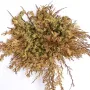 Йерихонска роза, rose of Jericho, селагинела (Selaginella lepidophylla), снимка 2