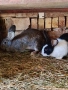 Продавам зайци, домашни, ваксинирани., снимка 5