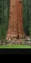 15 нови семена гигантска секвоя мамутово дърво sequoiadendron giganteum за декорация на двора  , снимка 11