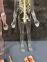 Модели на човешкото тяло Deagostini, снимка 6