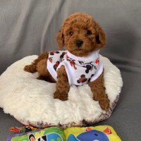 Пудел той с родословие poodle toy red, снимка 4 - Пудели - 43405702