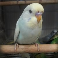 Вълнисти папагали, снимка 5 - Папагали - 36686100