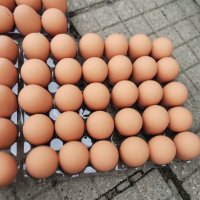 Изкуствени пластмасови яйца за кокошки тежки, снимка 11 - За птици - 40032040