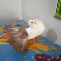 Продавам гълъби, Фенерлии , на капак , с цветни опашки , чисто бели , с гащи , снимка 9 - Гълъби - 34675193