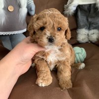 Пудел Той Poodle toy / Малтипу Маltipoo, снимка 6 - Пудели - 43033631