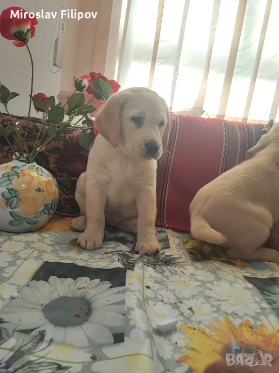 Лабрадор 2-мъжки 2-женски , снимка 1